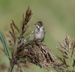 Emberiza schoeniclus