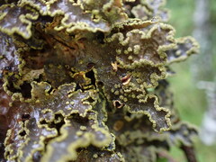 Pseudocyphellaria holarctica
