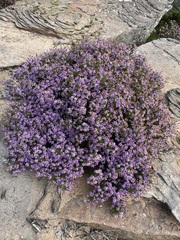 Felicia filifolia