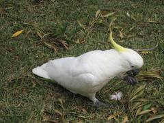 Cacatua galerita