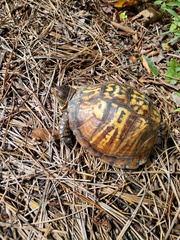 Terrapene carolina