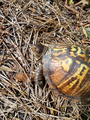 Terrapene carolina