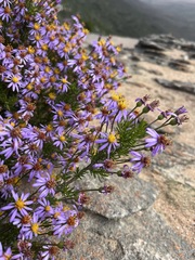 Felicia filifolia