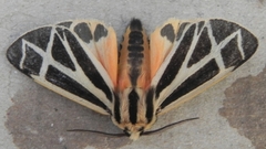 Apantesis phalerata