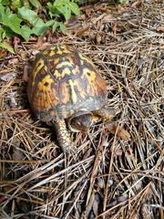 Terrapene carolina
