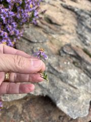 Felicia filifolia