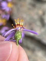 Felicia filifolia
