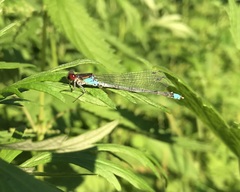 Erythromma najas