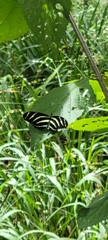 Heliconius charithonia