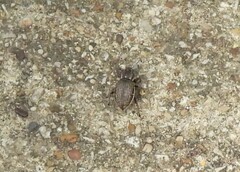 Naupactus leucoloma