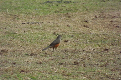 Turdus rufiventris