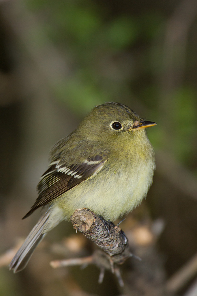 Acadian Flycatcher (Empidonax virescens) photo