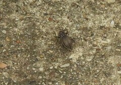 Naupactus leucoloma
