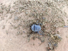 Gymnopleurus mopsus