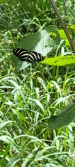 Heliconius charithonia