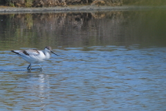 Recurvirostra avosetta