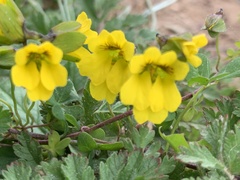 Tropaeolum brachyceras