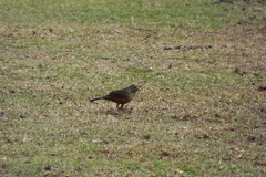 Turdus rufiventris
