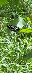 Heliconius charithonia