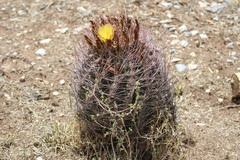 Hamatocactus hamatacanthus hamatacanthus