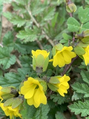 Tropaeolum brachyceras