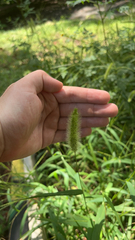Setaria viridis