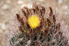 Hamatocactus hamatacanthus hamatacanthus