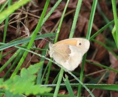 Coenonympha california