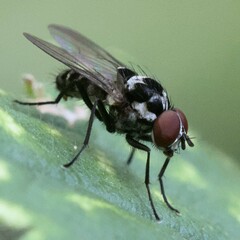 Anthomyia procellaris