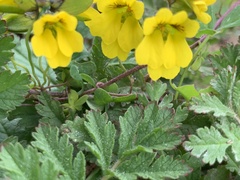 Tropaeolum brachyceras