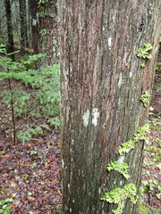 Fuscopannaria leucosticta