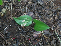 Maianthemum canadense