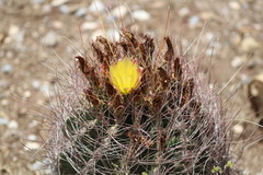 Hamatocactus hamatacanthus hamatacanthus