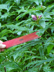 Chelone obliqua erwiniae