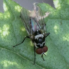 Anthomyia procellaris