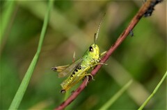 Pseudochorthippus parallelus