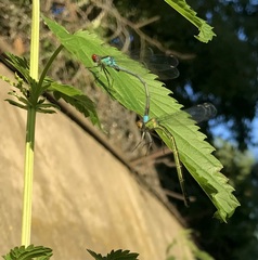 Erythromma najas