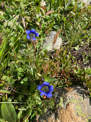 Gentiana parryi