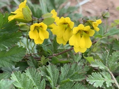 Tropaeolum brachyceras