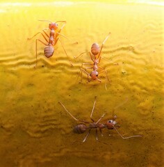 Oecophylla smaragdina