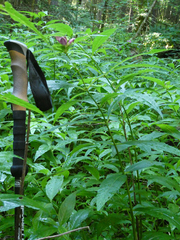 Chelone obliqua erwiniae