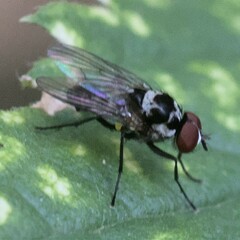 Anthomyia procellaris