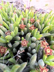 Ruschieae