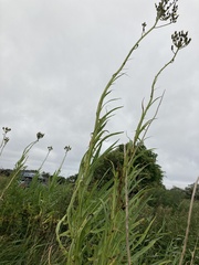 Sonchus palustris