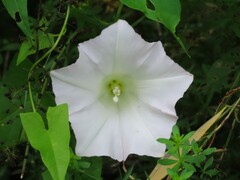 Calystegia sepium