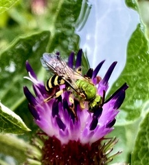 Agapostemon