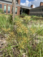 Cyperus esculentus