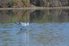 Recurvirostra avosetta