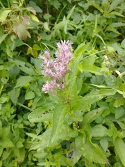 Eutrochium maculatum