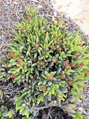 Ruschieae